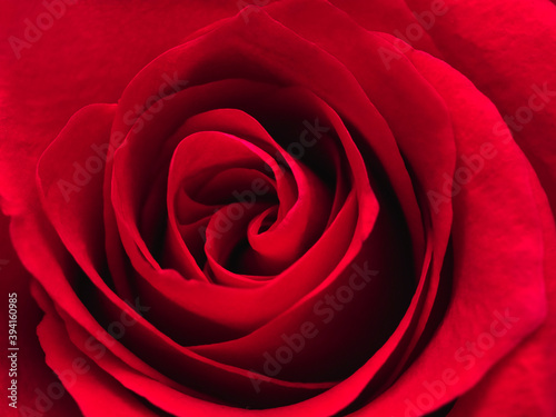Close-up of red rose flower. Top view petals in rosette, selective focus. Decorative flower pattern