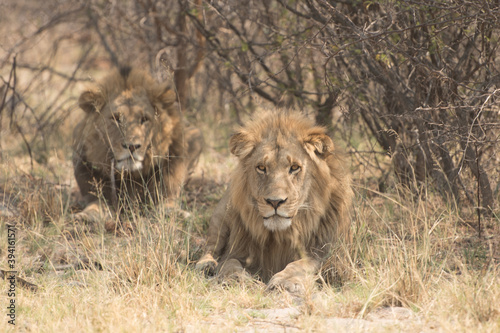 male lions, lion brothers