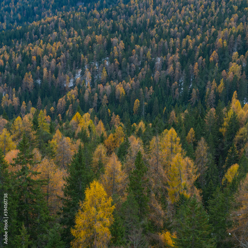 European Larch forest, Cortina D'Ampezzo, Belluno province, Dolomites, Unesco World Heritage Site, Italy, Europe