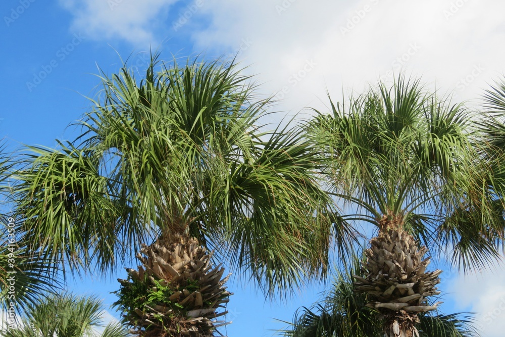 Beautiful palm trees against blue sky, closeup