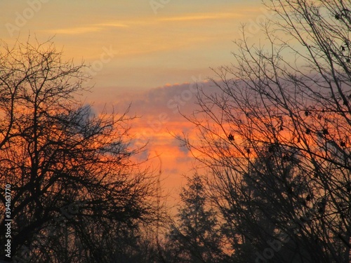 sunrise over the trees