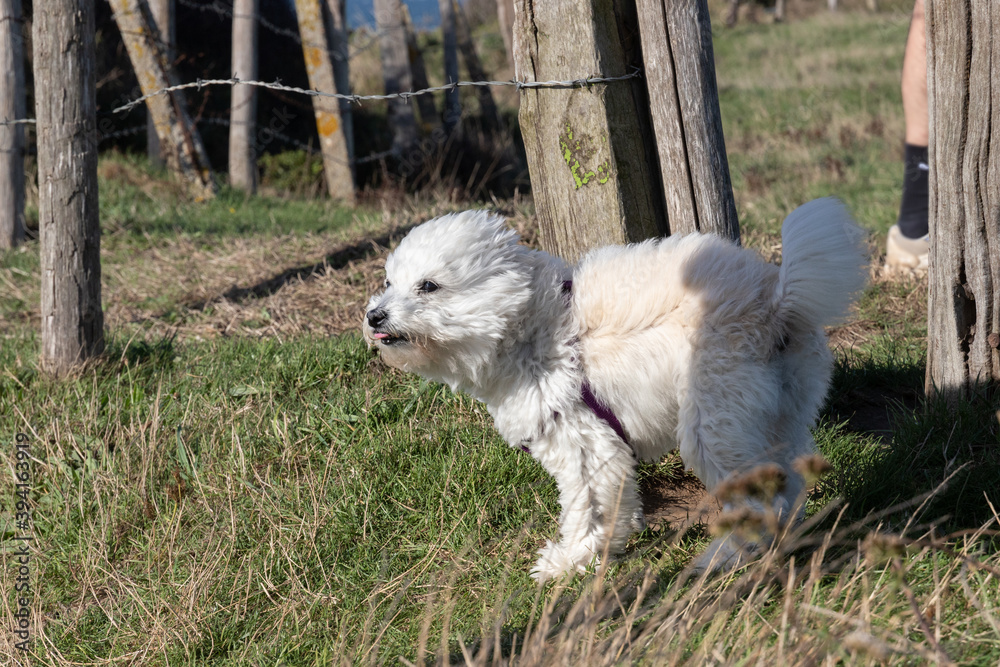 Bichon frisé croisé maltais avec le vent de face, les poils plaqués sur ...