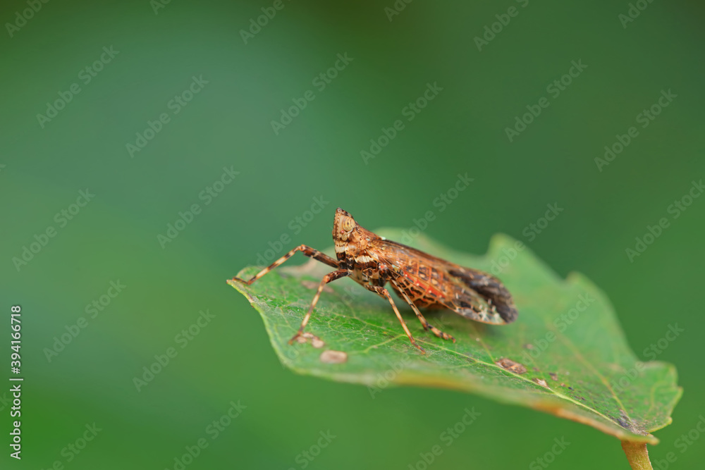 Wax cicada nymphs live on wild plants in North China Wax cicada nymphs live on wild plants in North China