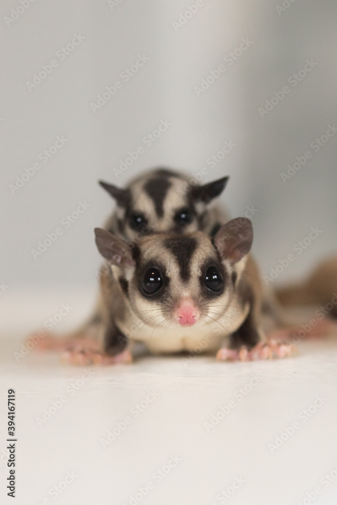family of flying squirrels sugar possums with a baby on the body of the father next to the mother runs