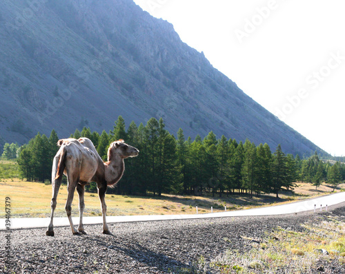 Steppe on a summers day with mountains and walking camel. Light brown camels on the steppe of Mongolia