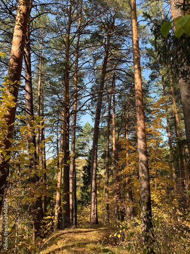 Fototapeta Naklejka Na Ścianę i Meble -  Forest in autumn