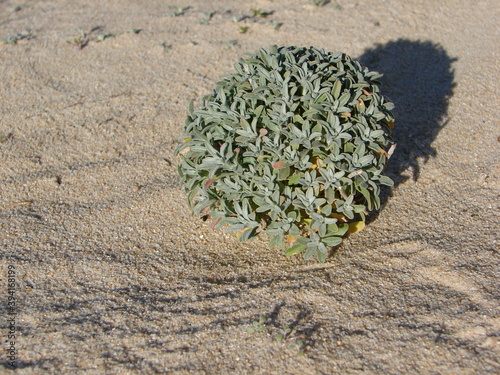 Silver Sea Stock (Malcolmia littorea) photo