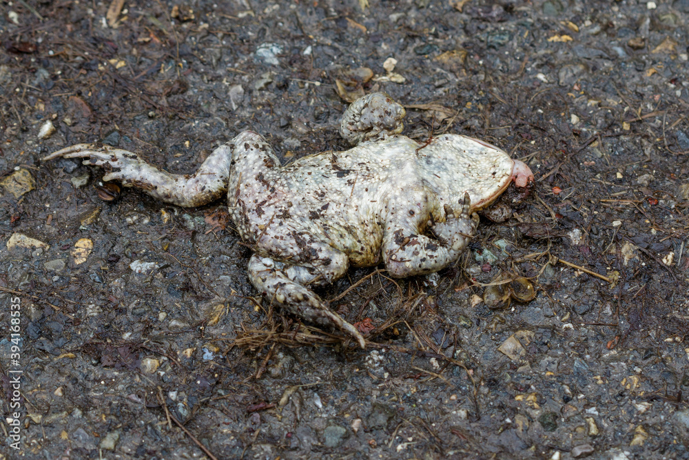 Erdkröte (Bufo bufo) als Verkehrsopfer Erdkröte (Bufo bufo) als Verkehrsopfer