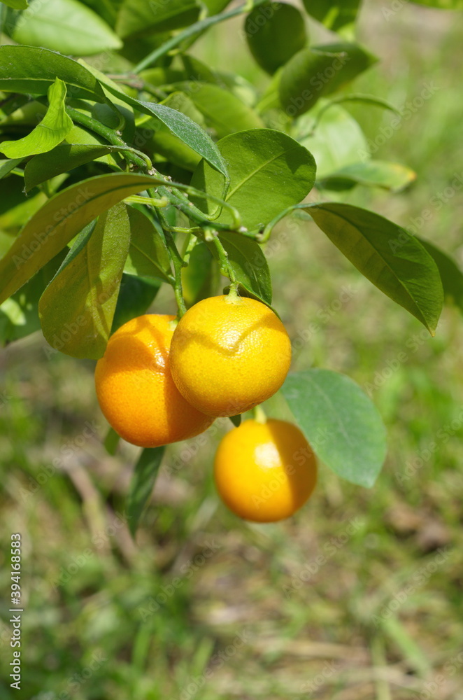 Branch of calamondin (lat. Citrofortunella microcarpa) with ripe fruits and leaves