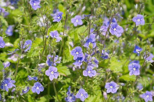 Veronica chamaedrys blooms on a summer day