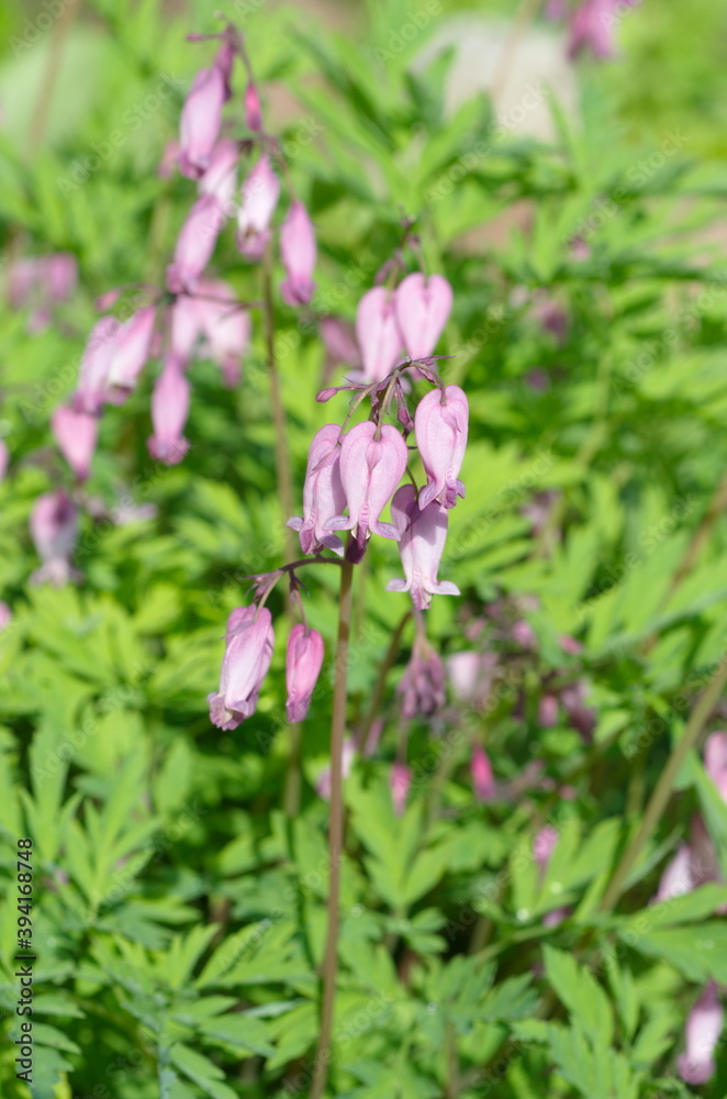 Dicentra eximia blooms in a flower bed in the garden