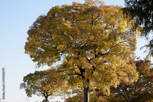 川のある公園の紅葉