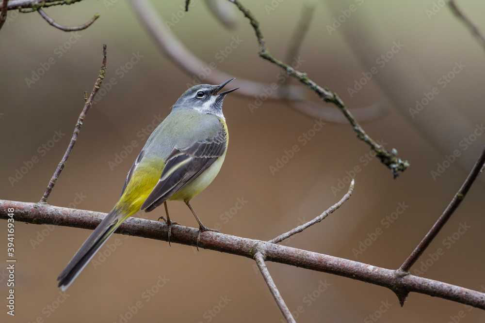 Fototapeta premium Gebirgsstelze (Motacilla cinerea) Männchen