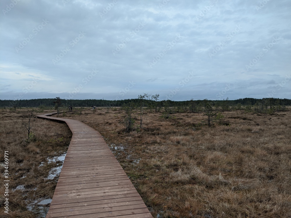 boardwalk in the forest