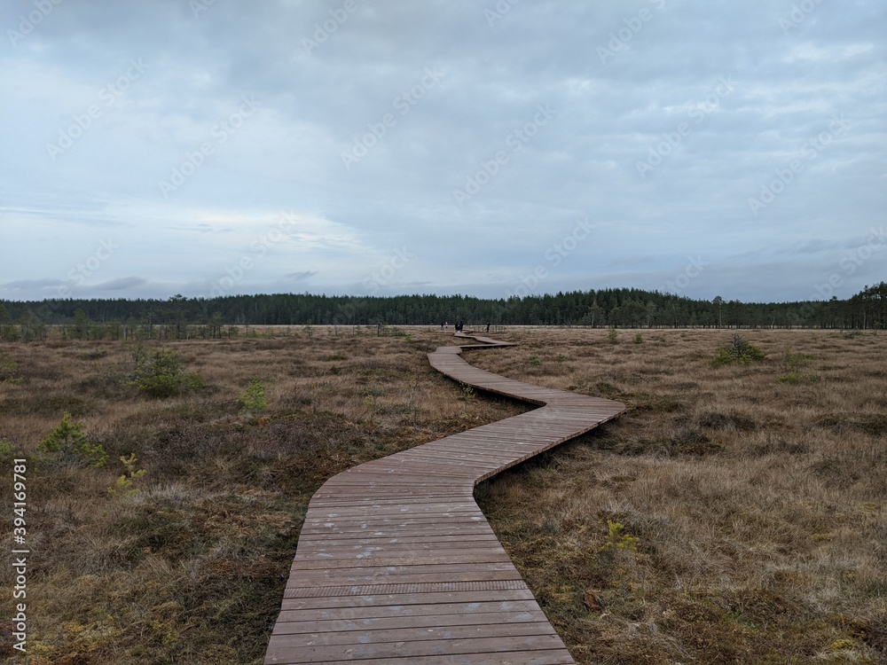 boardwalk to the forest