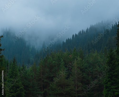 spruce forest in foggy and rainy mountains, with a blue haze