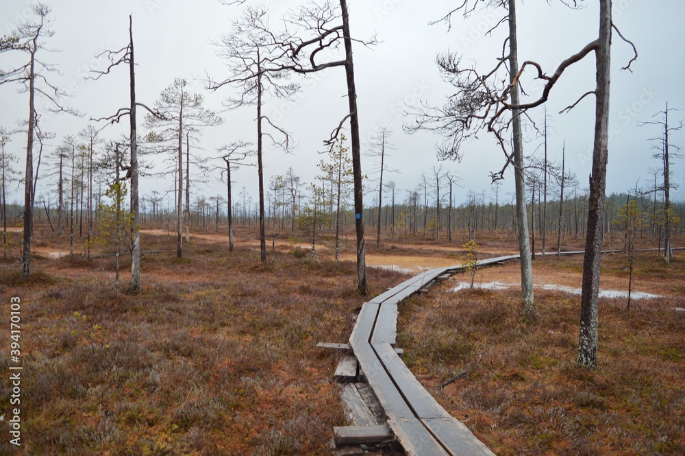 Misty day in Pyhä Luosto National park, trails, trees and swamps