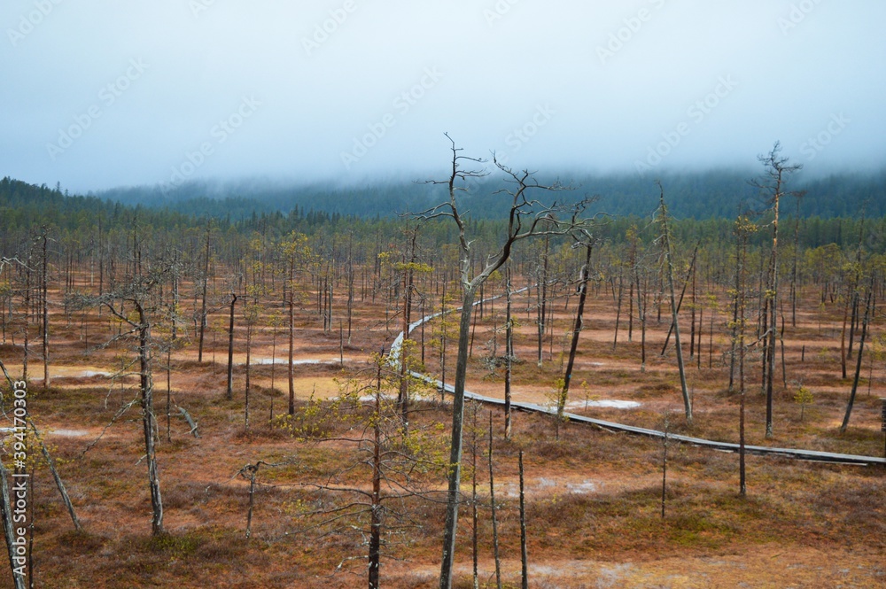 Obraz premium Misty day in Pyhä Luosto National park, trails, trees and swamps