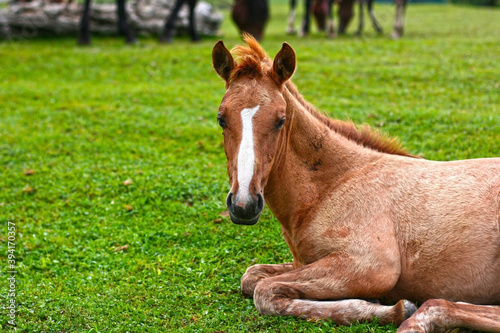Beautiful brown horse eating grass and hay in meadow and green field in summertime. copy space. Altai, Russia, Teletskoye lake