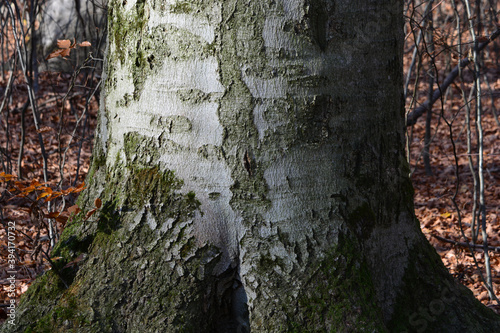 closeup of a tree in authumn forest with silver tree bark photo