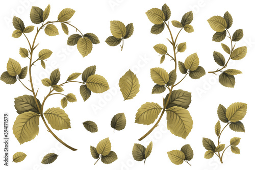 raspberry plant, leaves and branch, hand drawing illustration