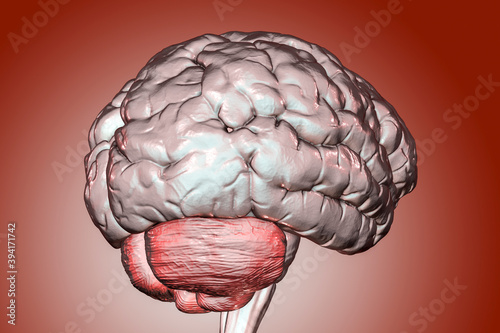 Human brain with highlighted cerebellum