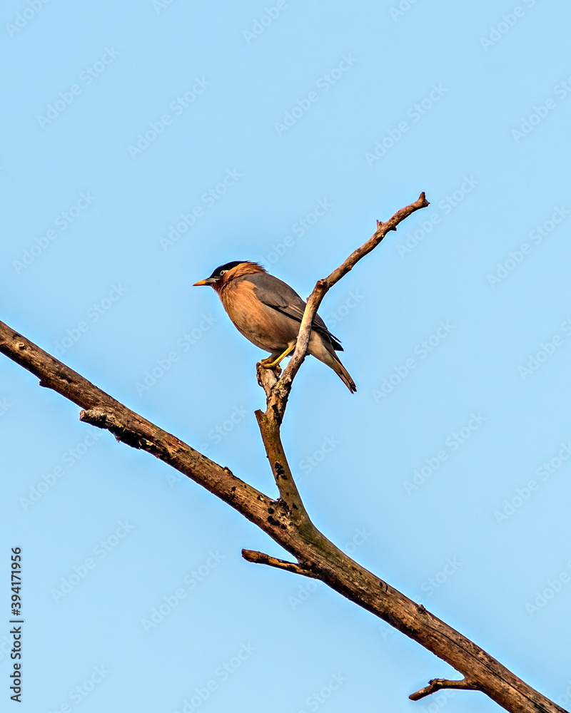 Close up image of Brahminy starling or Myna(Sturnia pagodarum) bird sitting . Close up image of Brahminy starling or Myna(Sturnia pagodarum) bird sitting .