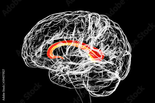 Human brain with highlighted Corpus callosum photo