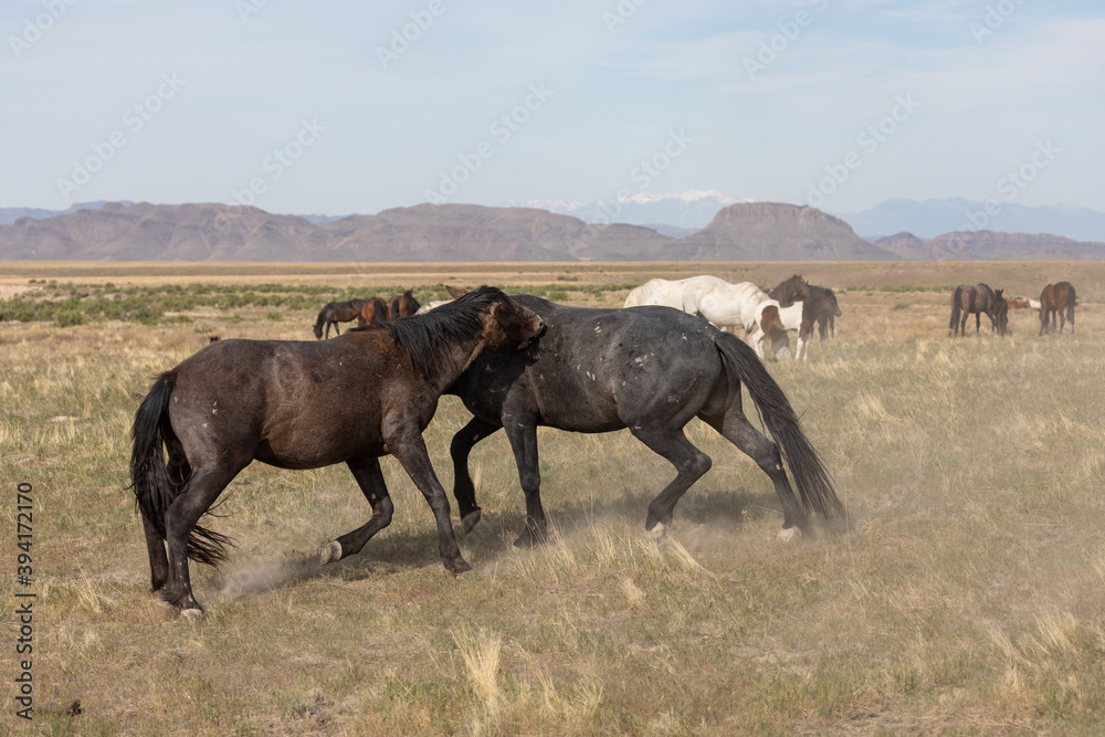 Pair of Wild Horse Stallions Sparring in the Utah Desert Pair of Wild Horse Stallions Sparring in the Utah Desert