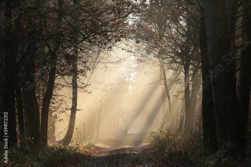 Path through the autumn forest on a foggy morning  November