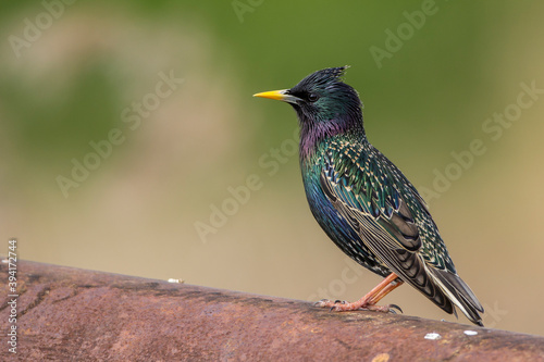 Star (Sturnus vulgaris)