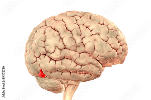 Human brain with highlighted inferior occipital gyrus photo