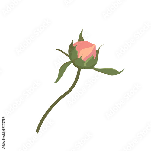 Vector illustration one small unopened peony flower gently pink. Bud for a website or shop of flowers and plants, shabby chic style decoration of cards and invitations,