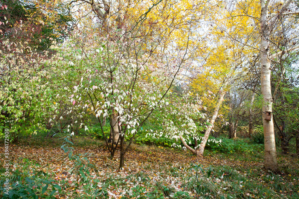 Arboretum Arboretum