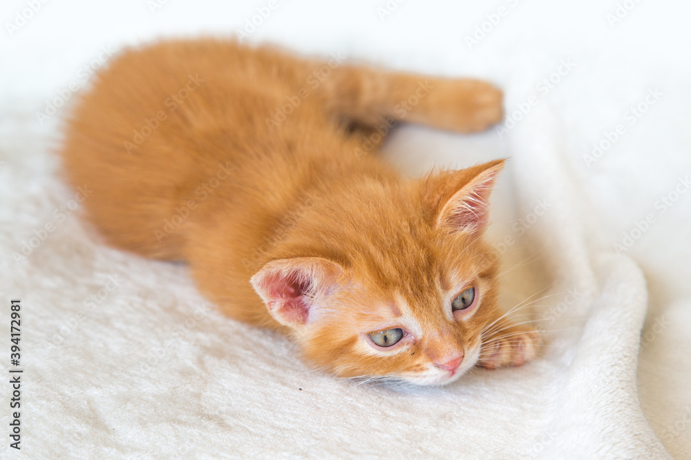 Obraz premium Chaton