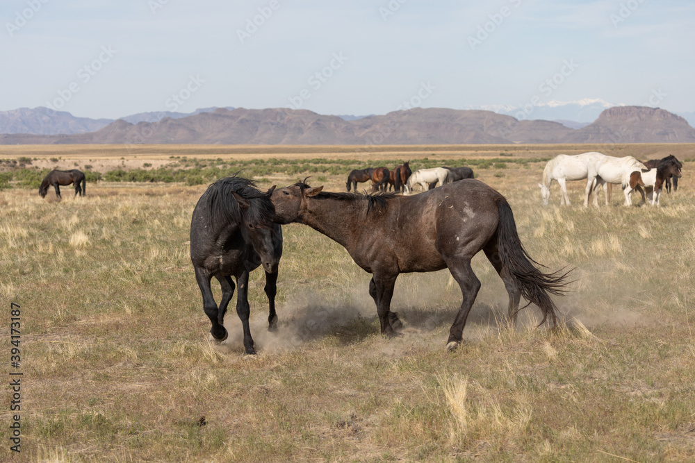 Pair of Wild Horse Stallions Sparring in the Utah Desert Pair of Wild Horse Stallions Sparring in the Utah Desert