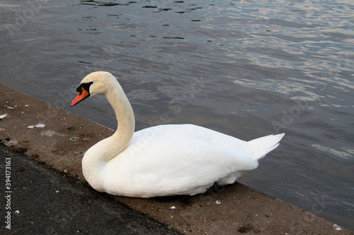 A Mute swan on the water