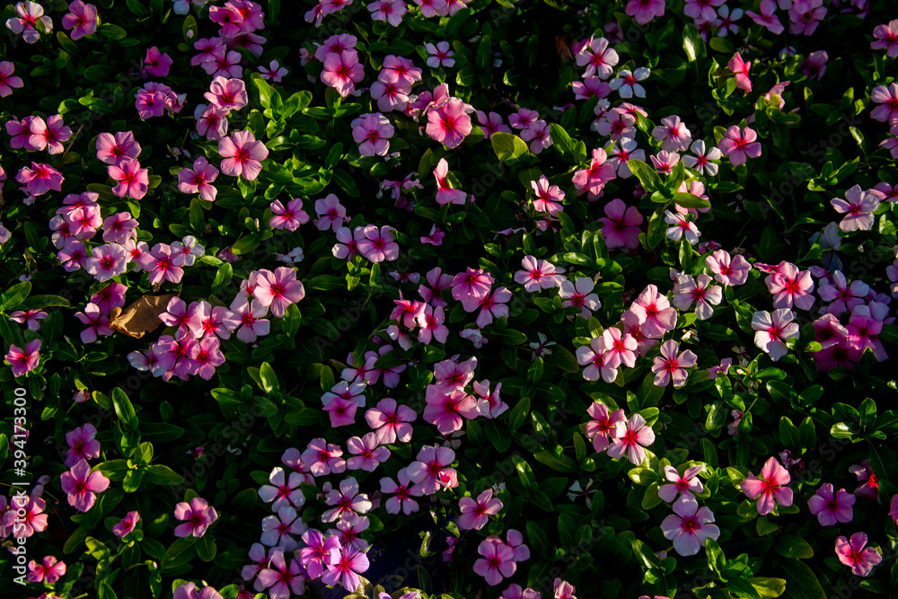 Obraz premium background of small blooming pink flowers and green leaves on a clear day