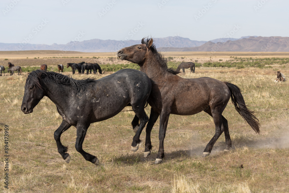 Pair of Wild Horse Stallions Sparring in the Utah Desert Pair of Wild Horse Stallions Sparring in the Utah Desert
