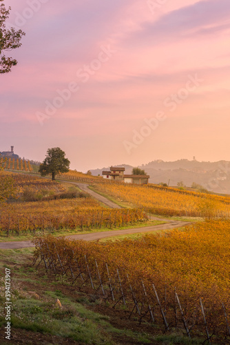 Oltrepo pavese countryside at sunrise with pink clouds and foliage vineyards