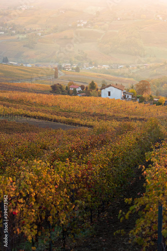 Small white countryhouse in colored vineyard in oltrepo' pavese at sunrise