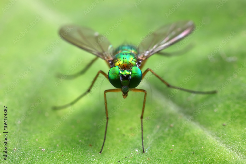 Naklejka premium A tabanid perches on a green leaf in North China