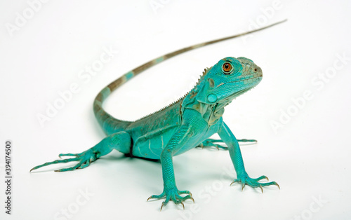 Green iguana, blue colour morph // Grüner Leguan, blaue Farbvariante (Iguana iguana) photo