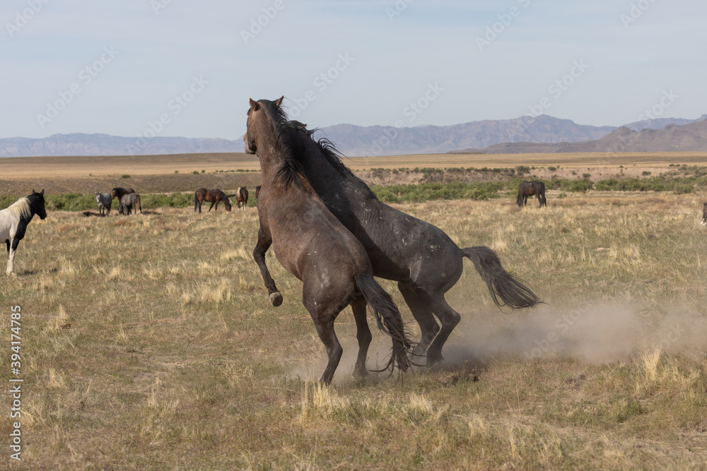 Fototapeta premium Pair of Wild Horse Stallions Sparring in the Utah Desert