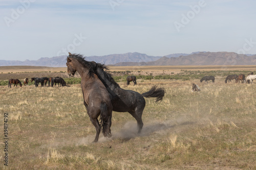 Pair of Wild Horse Stallions Sparring in the Utah Desert