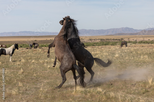 Pair of Wild Horse Stallions Sparring in the Utah Desert