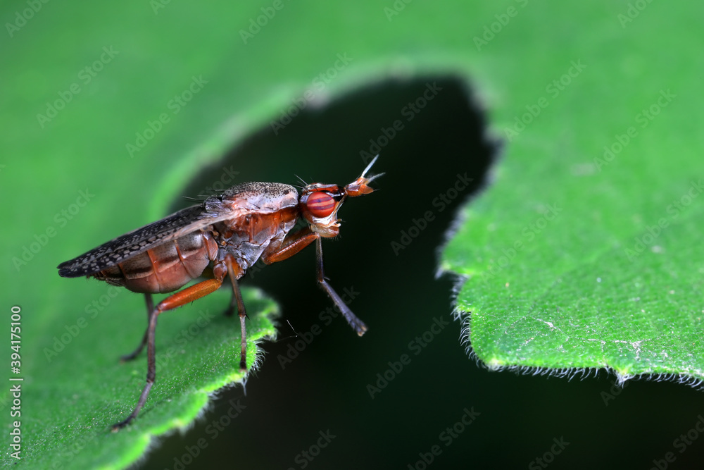 Flies on plants in the nature, North China Plain