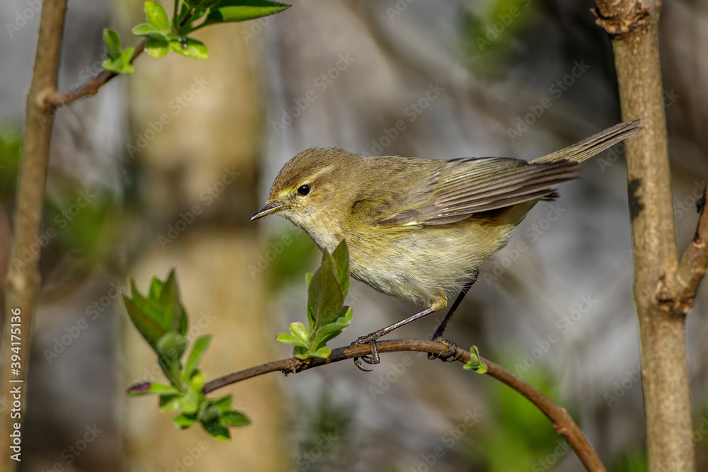 Obraz premium Zilpzalp (Phylloscopus collybita)