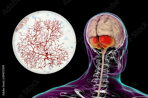 Obraz na plátně Human brain with highlighted cerebellum and close-up view of Purkinje neurons