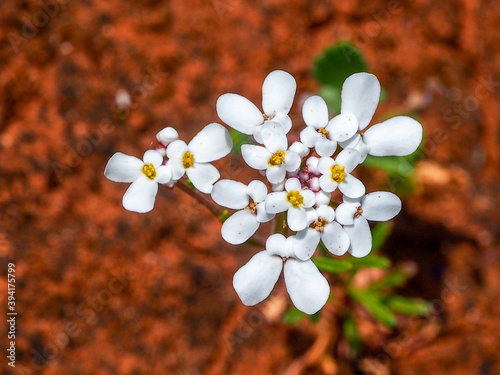 Wildflower (Iberis pectinata) photo